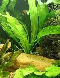 Näsets Ciklidhobby Echinodorus horemani växt kruka