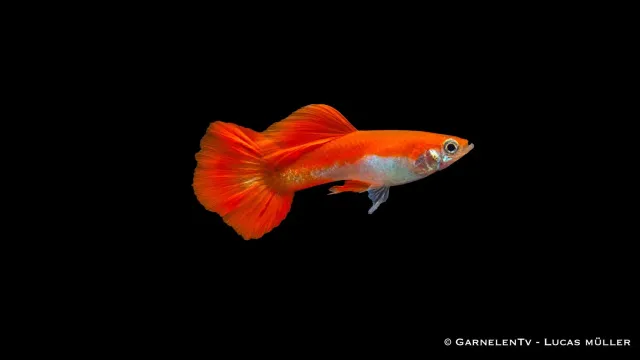 Garnelen TV Guppy red blond hane akvariefisk 3–4 cm