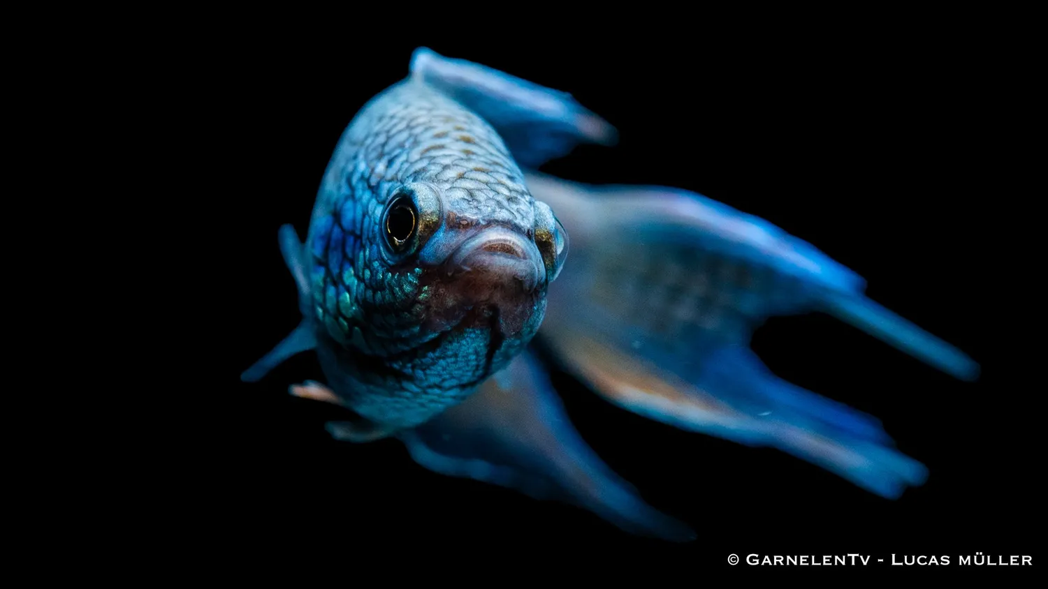 Garnelen TV Svart Royal Blue Macropodus spechti makropod 6–8 cm