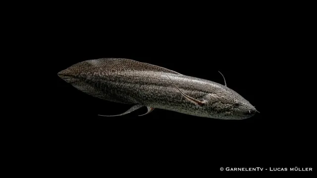 Garnelen TV Protopterus annectens lungfisk stor