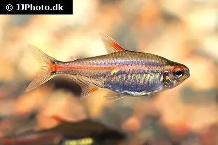 Näsets Ciklidhobby Glowlight tetra md-lg akvariefisk stim