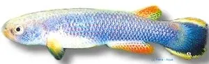 Näsets Ciklidhobby Rivulus hartii killifisk 3–4 cm