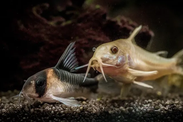 Corydoras panda pansarmal 2,5–3 cm stimfisk