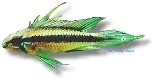 Apistogramma elizabethae XL dvärgciklid