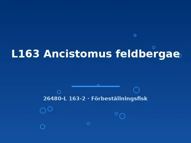 Näsets L163 Ancistomus feldbergae mal 6–8 cm