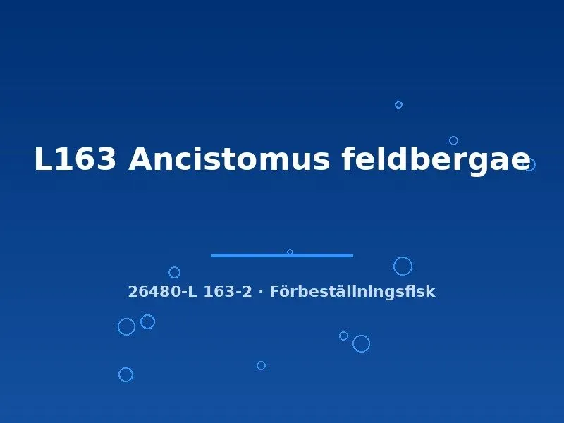 Näsets L163 Ancistomus feldbergae mal 6–8 cm