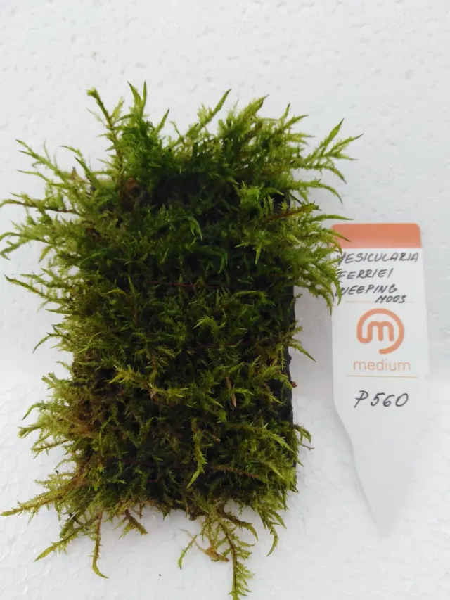 Näsets Vesicularia ferriei weeping moss mossa 4x8 nät