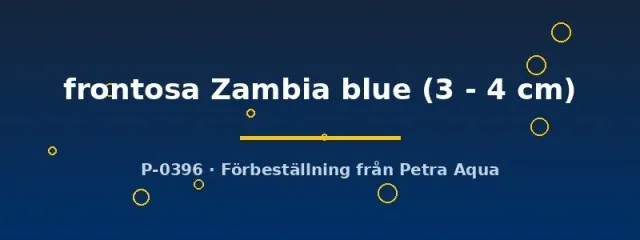 Cyphotilapia frontosa Zambia blue ciklid 3–4 cm