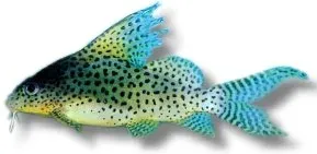 Näsets Ciklidhobby Feather-Fin Synodontis eupterus mal 20–25 cm