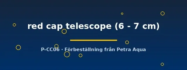 Näsets Red Cap Telescope guldfisk 6–7 cm slöjfisk