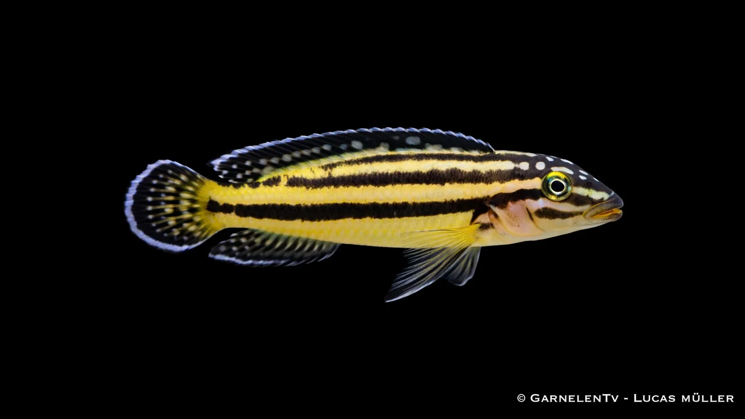 Garnelen TV Julidochromis marksmithi ciklid gul-blå