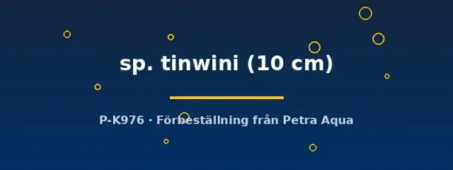 Mastacembelus tinwini piggål akvariefisk 10 cm botten