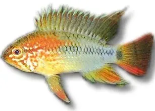 Apistogramma viejeta II dvärgciklid 3–4 cm