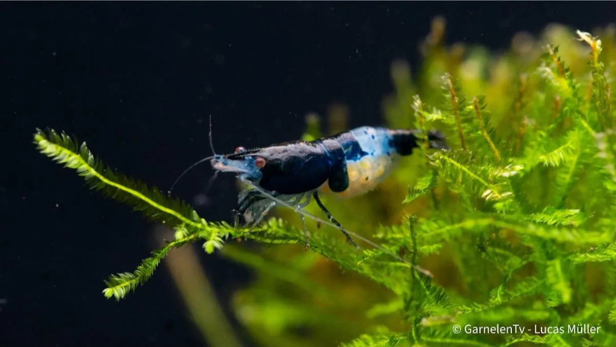Garnelen TV Neocaridina Blue Carbon Rili räka blå