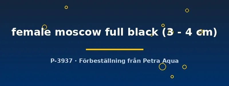 Näsets Poecilia Moscow Full Black guppyhona 3–4 cm