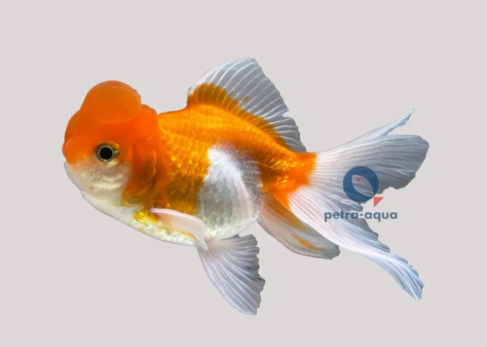 Näsets Ciklidhobby Carassius auratus guldfisk oranda 9–11 cm