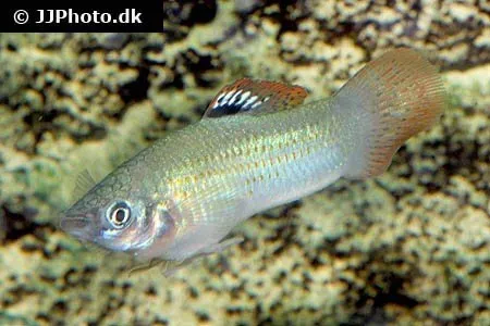 Näsets Ciklidhobby Poecilia salvatoris fisk 3–3,5 cm vild