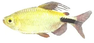 Näsets Ciklidhobby Longipinnis Brycinus longipinnis tetrafisk 4,5–5 cm