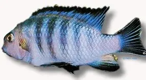 Näsets Ciklidhobby Pseudotropheops tropheops ciklid red fin XL