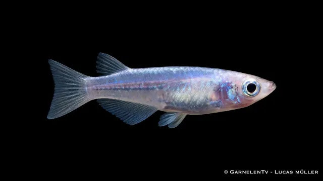 Garnelen TV Oryzias latipes akvariefisk blå spräcklig