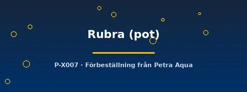 Näsets Ciklidhobby Alternanthera Rubra akvarieväxt pot röd