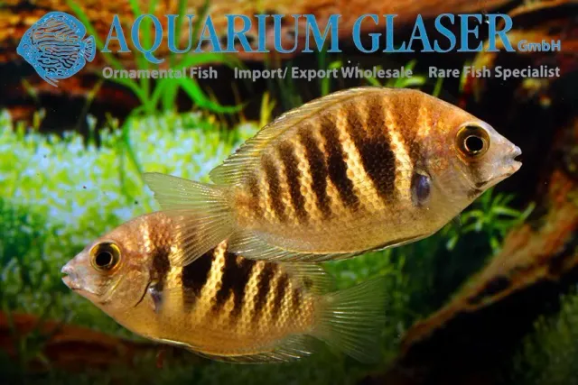 Näsets Ciklidhobby Etroplus canarensis akvariefisk 5–7 cm