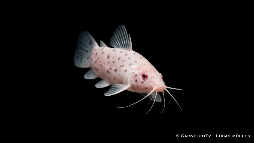 Garnelen TV albino pansarmal akvariefisk 18 cm