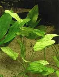 Echinodorus Marble Queen akvarieväxt kruka