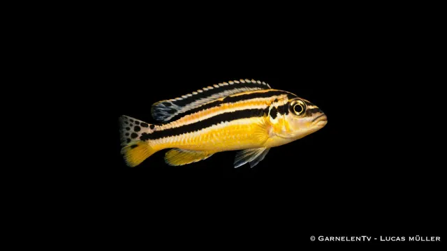 Garnelen TV Melanochromis auratus malawiciklid 10–12 cm
