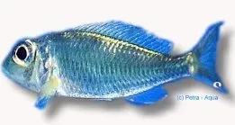 Näsets Ciklidhobby Callochromis pleurospius ciklid 5,5-7 cm