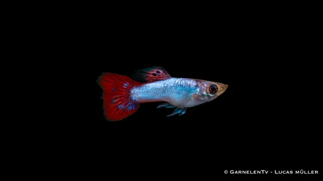 Guppy pink hane akvariefisk Poecilia reticulata