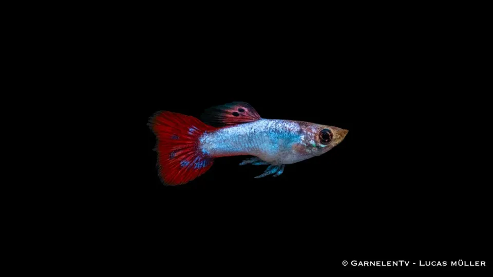 Guppy pink hane akvariefisk Poecilia reticulata