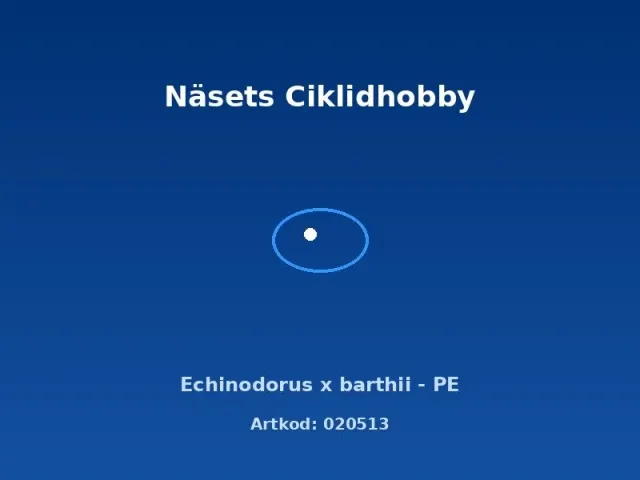 Näsets Echinodorus x barthii PE akvarieväxt