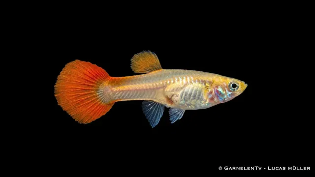 Garnelen TV Red Gold Tuxedo guppy hona levandefödare