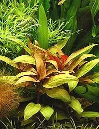Näsets Ciklidhobby Alternanthera Lilacina akvarieväxt pot