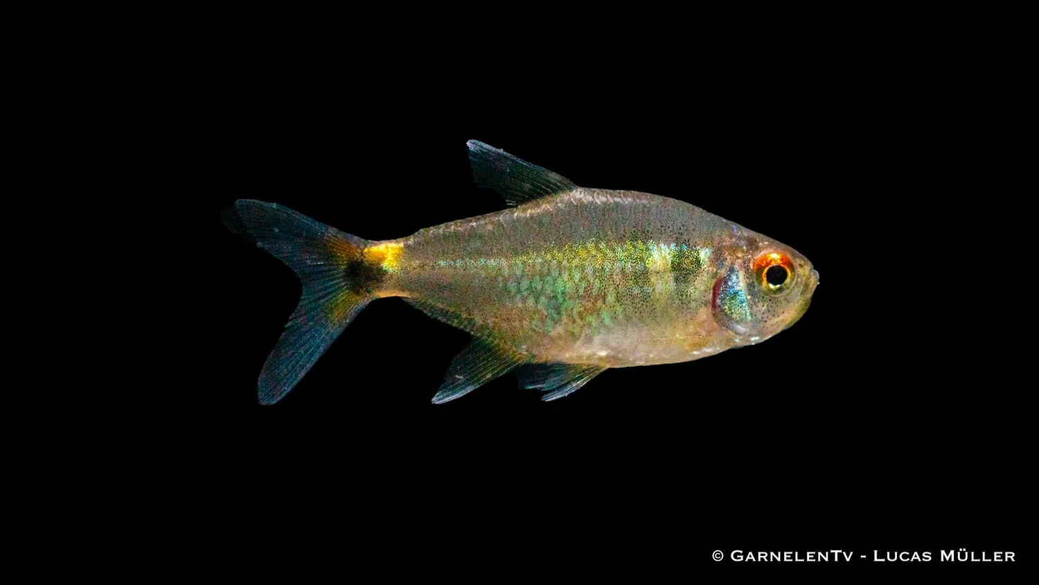 Garnelen TV Laternenträger Hemigrammus ocellifer stimfisk