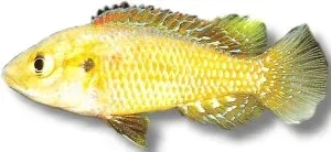 Näsets Ciklidhobby Pseudocrenilabrus multicolor ciklid 4,5-6 cm