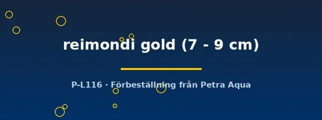 Näsets Ciklidhobby Aulonocara reimondi gold ciklid 7–9 cm