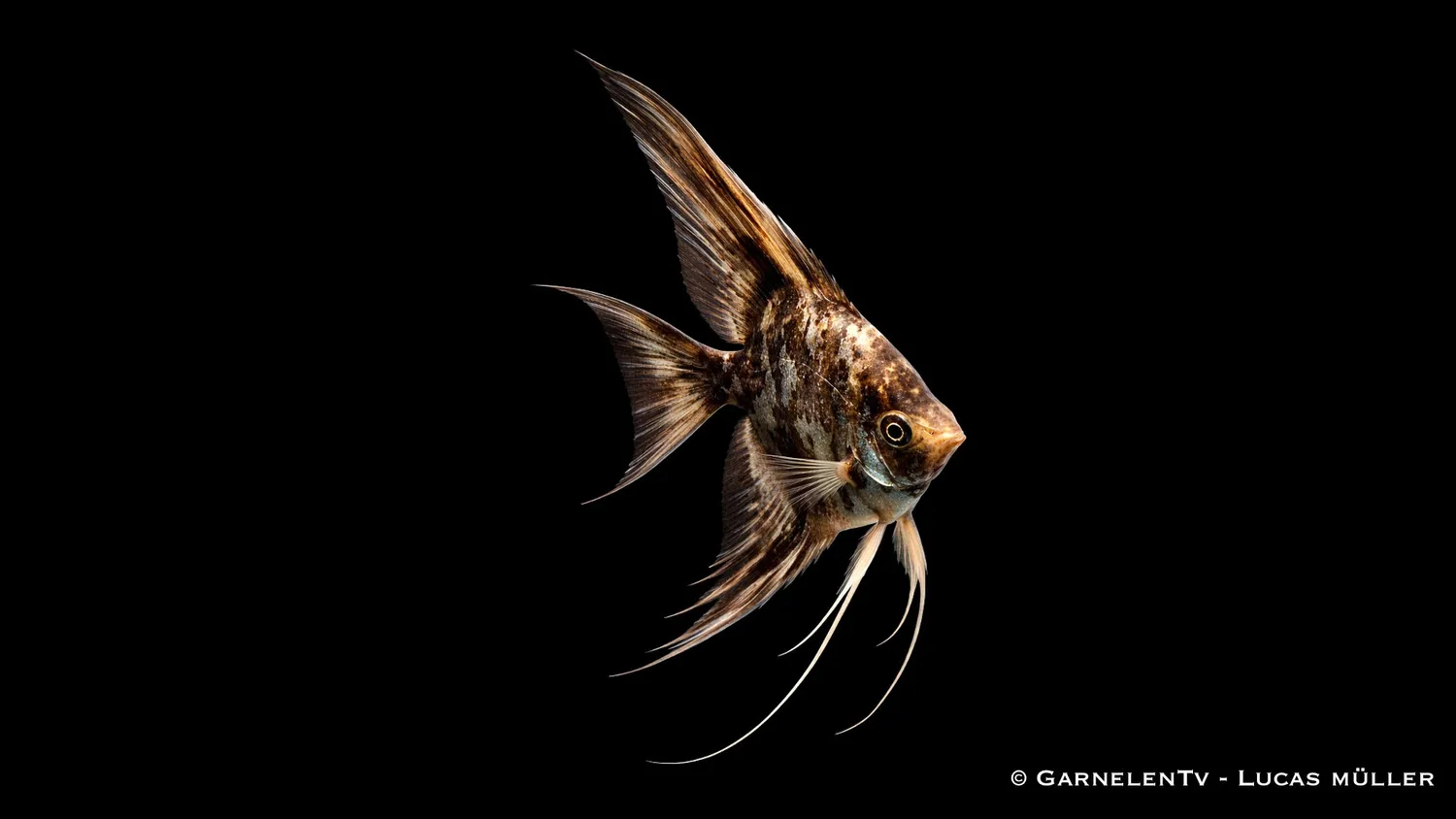 Garnelen TV Skalar Schoko Marmor pterophyllum akvariefisk