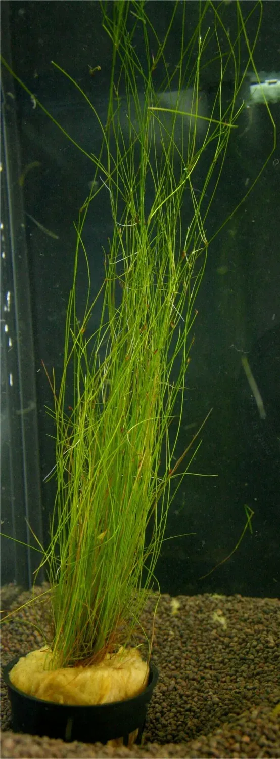 Näsets Vivipara Easy5 akvarieväxt hög bakgrund