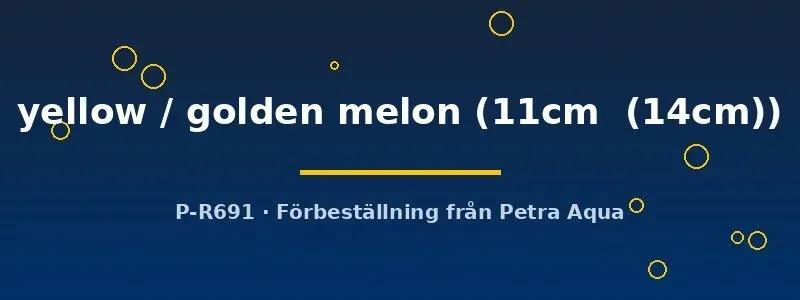 Näsets Ciklidhobby Symphysodon golden melon diskus 11–14 cm gul