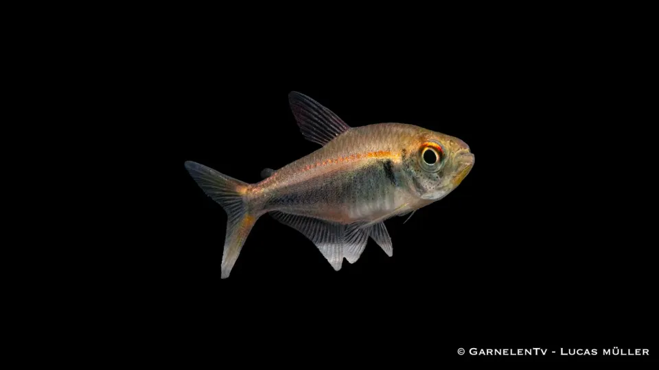 Garnelen TV Hyphessobrycon margitae tetra stimfisk röd-blå