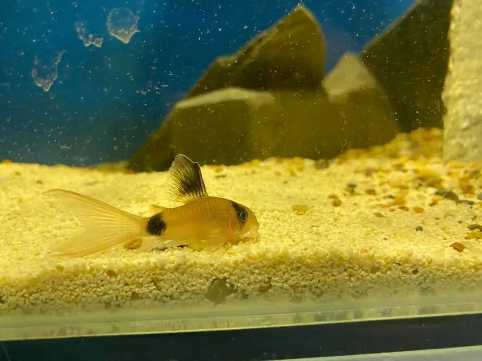 Näsets Ciklidhobby Panda Long Fin pansarmal 5 cm sand