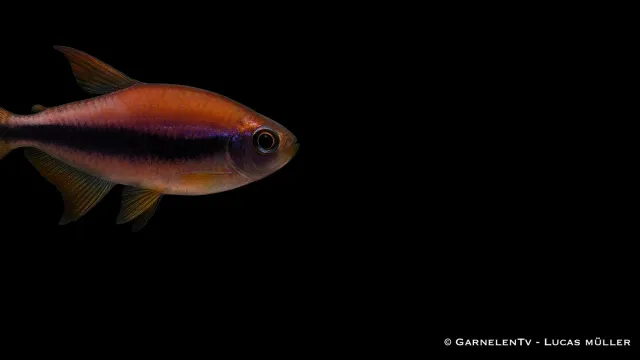 Garnelen TV Königssalmler Inpaichthys kerri tetrafisk