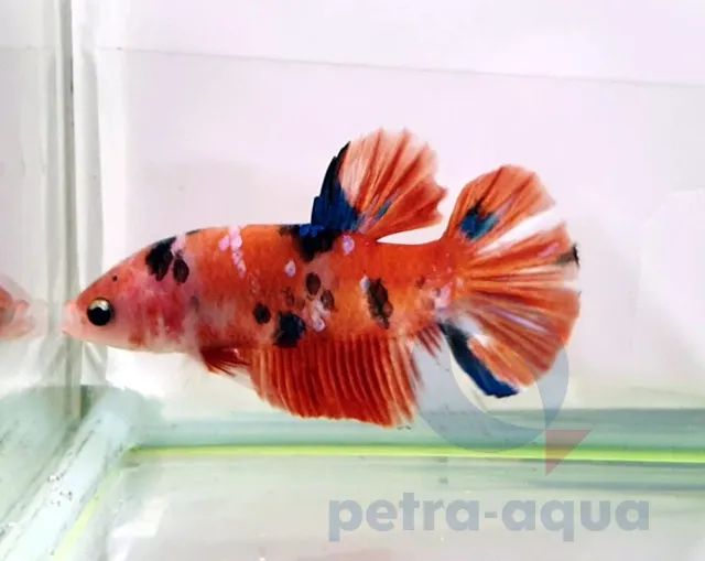 Näsets Ciklidhobby Betta plakat koi kampfisk hane L