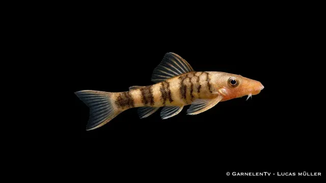 Garnelen TV Otocinclus spec. Orange zebra algätare