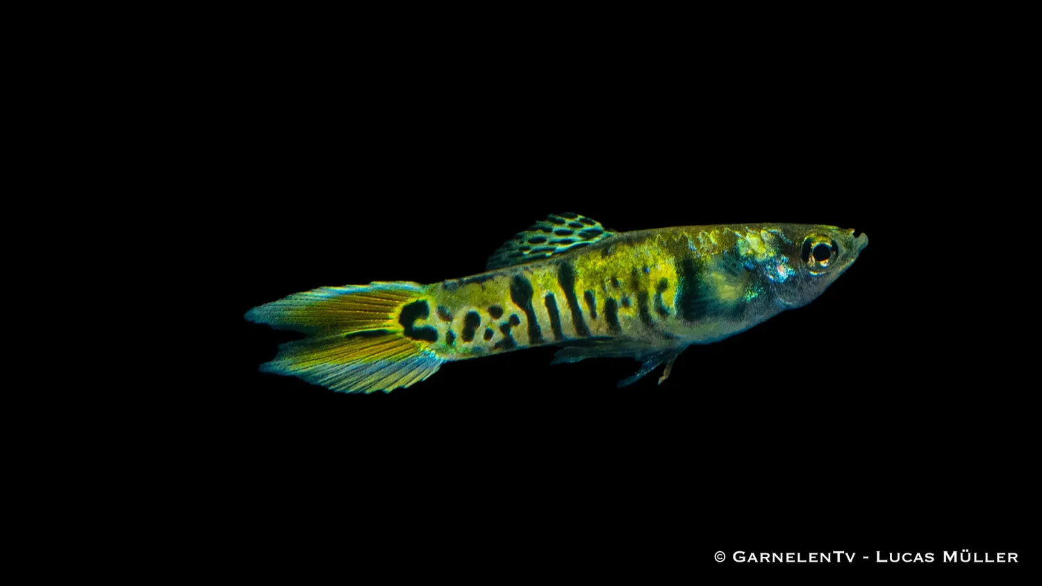 Garnelen TV Endlers Green Tiger guppyhane 2–2,5 cm