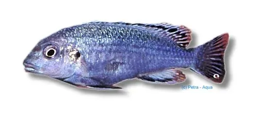 Näsets Ciklidhobby Melanochromis dialeptos mbuna 4–5 cm