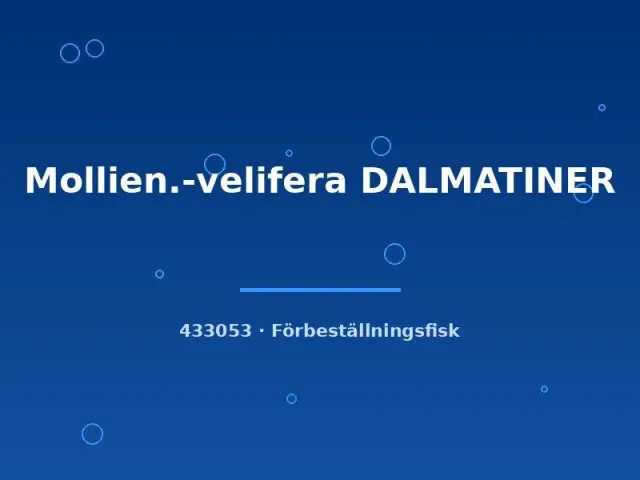 Näsets Ciklidhobby Mollienesia velifera dalmatiner akvariefisk lg