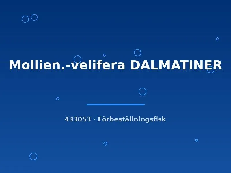 Näsets Ciklidhobby Mollienesia velifera dalmatiner akvariefisk lg